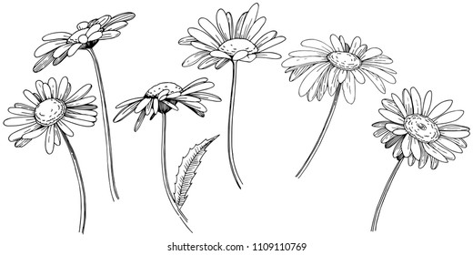 Sketch Floral Botany Collection Feverfew Camellia Stock Vector (Royalty ...