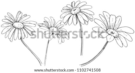 Daisy in a vector style isolated. Full name of the plant: daisy, chamomile. Vector flower for background, texture, wrapper pattern, frame or border.