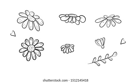 Daisy in a vector style isolated.Vector flowers doodle