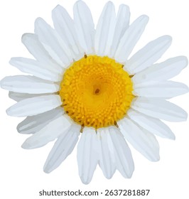 daisy white and bloom design3