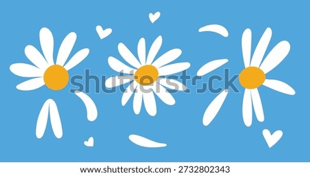 Daisy white camomile head, fresh bunch chamomile