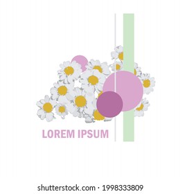 Daisy white flowers art design element Lorem ipsum stock vector illustration for congratulation card, for sticker