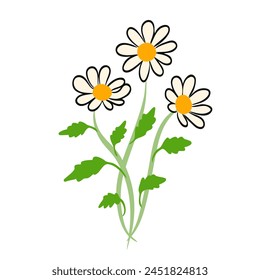 Daisy white flowers curvy stem graphic illustration