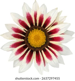 daisy white and red blooming22