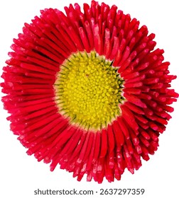 daisy white and red blooming29