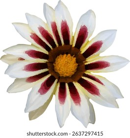 daisy white and red blooming29