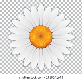 Daisy, flor de Chamomile aislada en el fondo de la cuadrícula. Vector gráfico