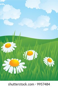 Daisyes in meadow. Vector.