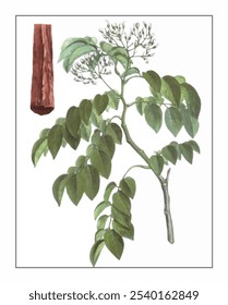 Dalbergia odorifera, hand-painted floral and botanical painting, hand-painted herbal painting, natural herbs.