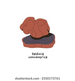 Daldinia concentrica icon. Tinder, coal fungus with name. Cramp balls mushroom on tree. Inedible boletus, poison bolete, venomous fungi in forest. Flat isolated vector illustration on white background