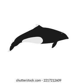 Dall's porpoise, Phocoenoides dalli is the fastest small cetaceans species that is endemic to the North Pacific.