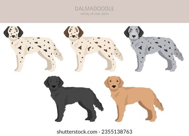 Dalmadoodle clipart. Dalmatian Poodle mix. Different coat colors set.  Vector illustration