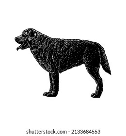 dalmador dog. dalmatian and labrador mix breed. hand drawing vector illustration isolated on white background