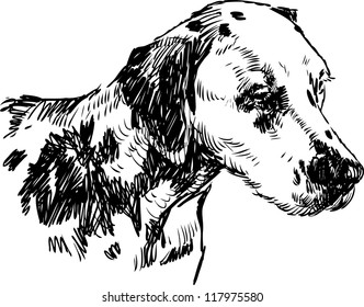 Dalmatian