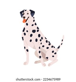 Dalmatian breed, cute spotted dog. Happy purebred doggy sitting. Friendly pretty canine animal with bicolor plain coat, spotty pattern. Flat vector illustration isolated on white background