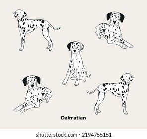 Dalmatian breed, dog pedigree drawing. Cute dogs characters in various poses, design for prints, adorable and cute dalmatian cartoon vector set. in different poses. Flat cartoon style