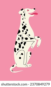 Dalmatian breed dog sitting on his back legs, smiling and showing tongue. isolated vector illustration