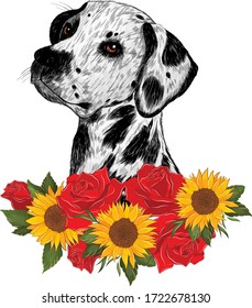Dalmatian in the colors of roses and sunflowers vector illustration tattoo