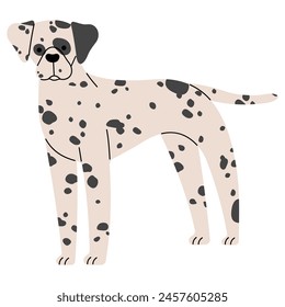 Dalmatian cute on a white background, vector illustration.