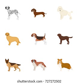 Dalmatian, dachshund, poodle, and other web icon in cartoon style.Bernard, laika, shepherd, icons in set collection.