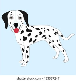 Dalmatian dog