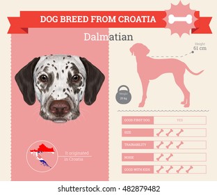 Dalmatian dog breed vector info graphics. This dog breed from Croatia