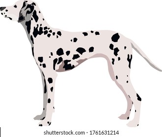 Dalmatian dog breed vector isolated on white background