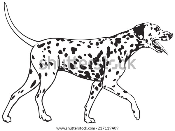 Dalmatian Dog Breed Wellloved Family Pet Stock Vector (Royalty Free