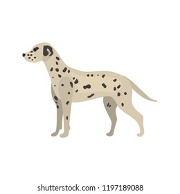Dalmatian dog color vector icon. Flat design
