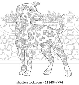 Dalmatian Dog. Coloring Page. Colouring picture. Adult Coloring Book idea. Freehand sketch drawing. Vector illustration.