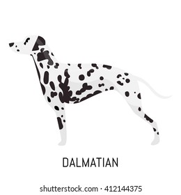Dalmatian. Dog, flat icon. Isolated on white background.