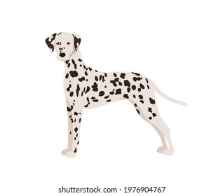 Dalmatian dog. Full growth. Colored vector illustration isolated on white