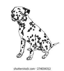 Dalmatian Dog. hand drawn. Vector illustration