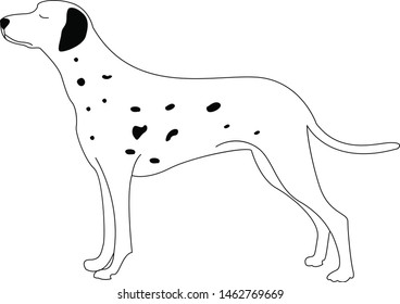 Dalmatian dog, illustration, vector on white background.