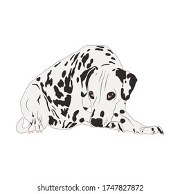 Dalmatian dog isolated on white background. Vector illustration in flat style. Sad cute dalmatian with beautiful spots, dog loyalty. For use in thematic projects, print, web and apps.
 svg