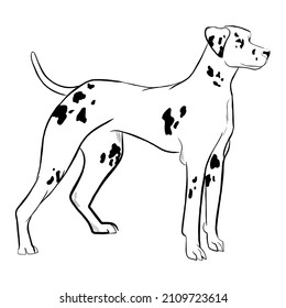 Dalmatian dog isolated on white background. Hand drawn dog breed vector sketch.