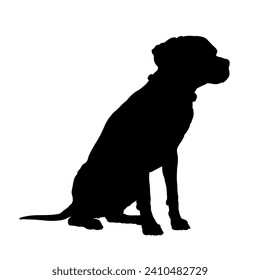 Dalmatian Dog on the move. Dog in different poses. jumps runs. The dog is sitting. The dog is lying down playing