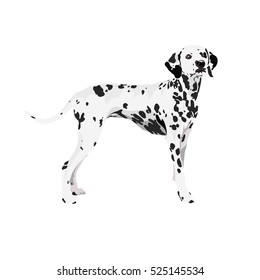 dalmatian dog at one color background