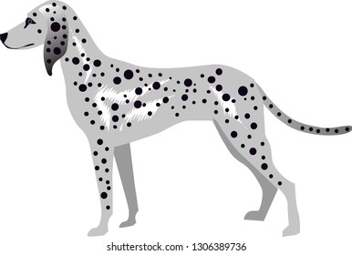 Dalmatian Dog , Pet Animal - Vector Illustration