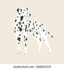 Dalmatian dog stands. Vector illustration. Flat style. Isolated on light background. Fanny animals, doglover, breads, home pats, four-legged friend. Design for pins, stickers, zoo, pet shop.