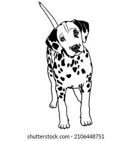 Dalmatian dog vector illustration.
Looking peeping dog. For cutting vinyl prints and designing T-shirts and mugs. cut stencil file svg