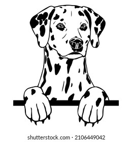 Dalmatian dog vector illustration.
Looking peeping dog. For cutting vinyl prints and design T shirts and mugs. cut stencil file svg
