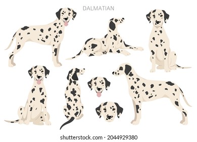 Dalmatian dogs clipart. Different poses, coat colors set.  Vector illustration