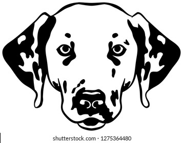Dalmatian head black and white