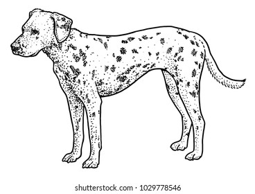 Dalmatian Illustration Drawing Engraving Ink Line Stock Vector (Royalty ...