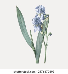 Dalmatian iris vintage botanical illustration, isolated on white, vector. Vintage botanical illustration by Redouté, famous artist. Old floral drawing vector.