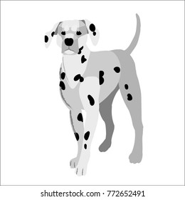 The dalmatian isolated on white background, vector illustration dog.