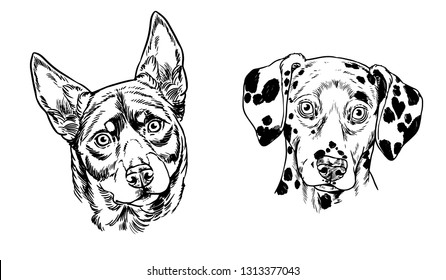 
Dalmatian and kelpie graphic