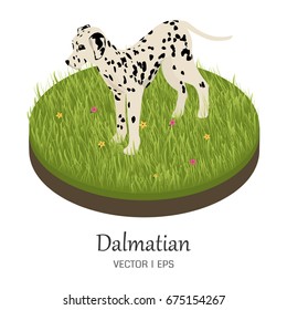 Dalmatian on green grass with flowers. Vector picture isolated. Perfect for your isometric design.