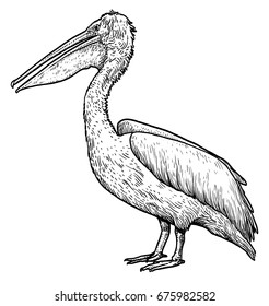 Dalmatian Pelican illustration, drawing, engraving, ink, line art, vector